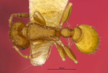 Media type: image;   Entomology 32436 Aspect: habitus dorsal